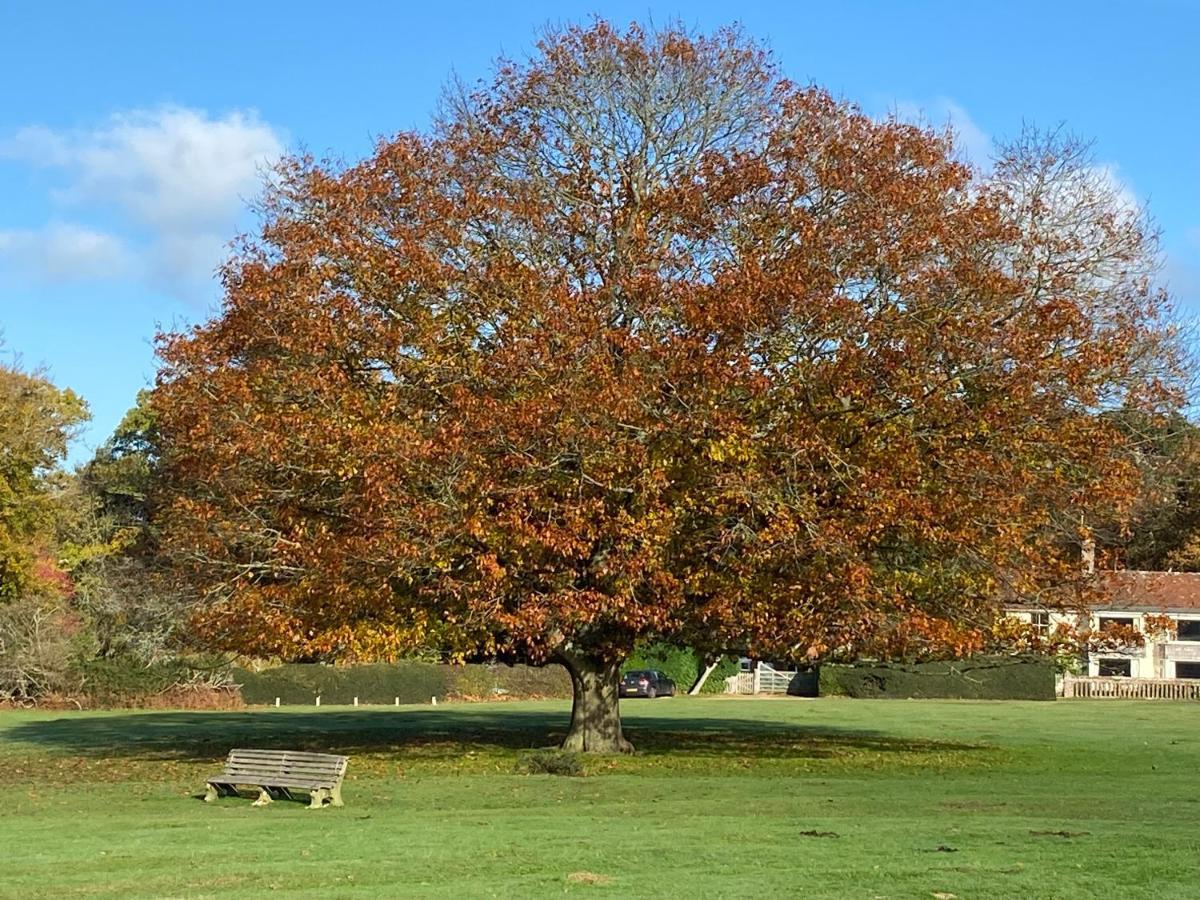 Avondale New Forest Godshill (Hampshire) Exterior foto