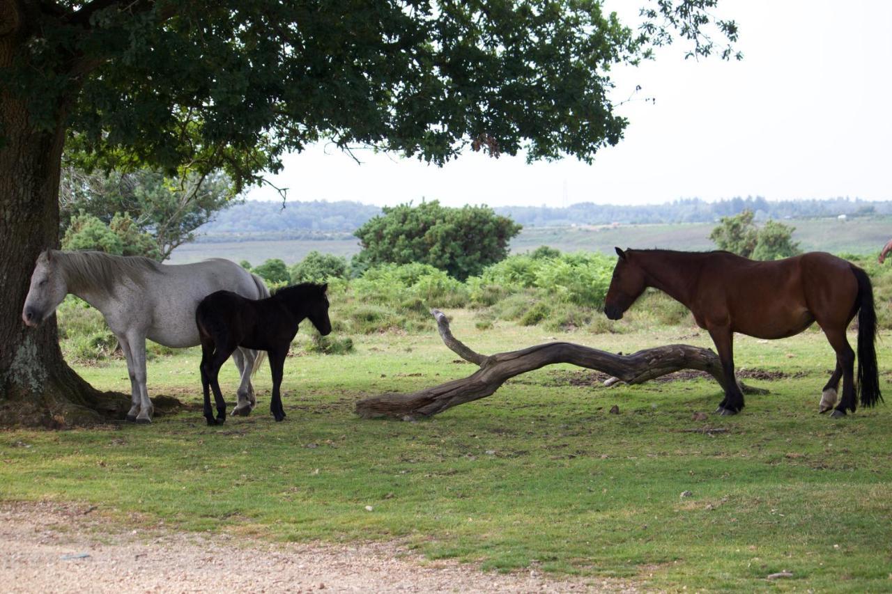 Avondale New Forest Godshill (Hampshire) Exterior foto