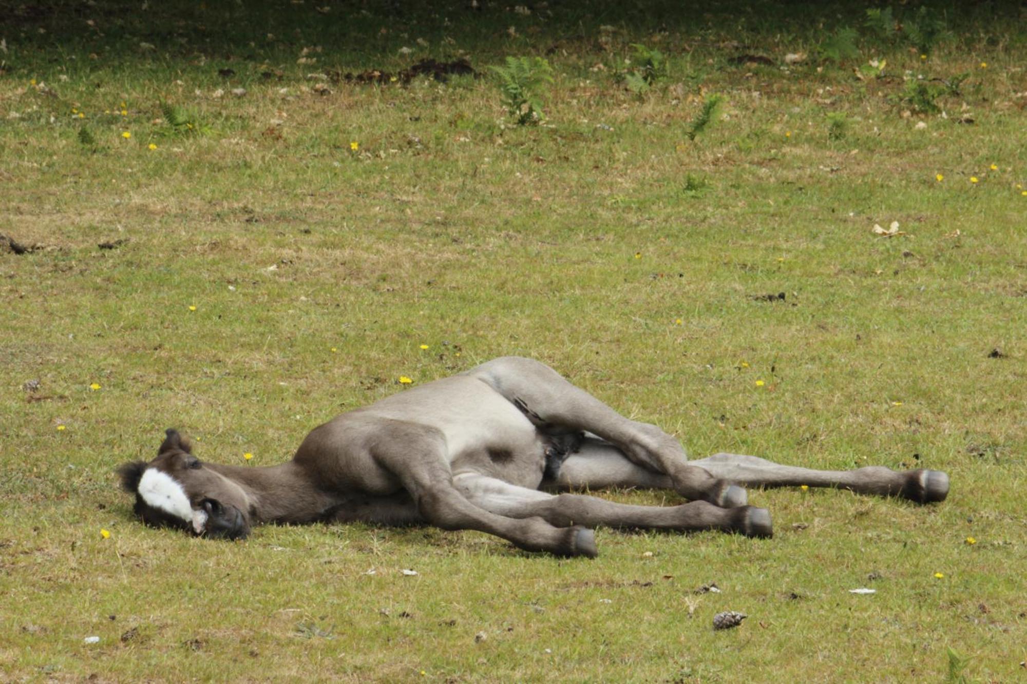 Avondale New Forest Godshill (Hampshire) Exterior foto